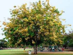 golden shower tree