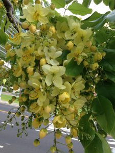 shower_flower_hawaii