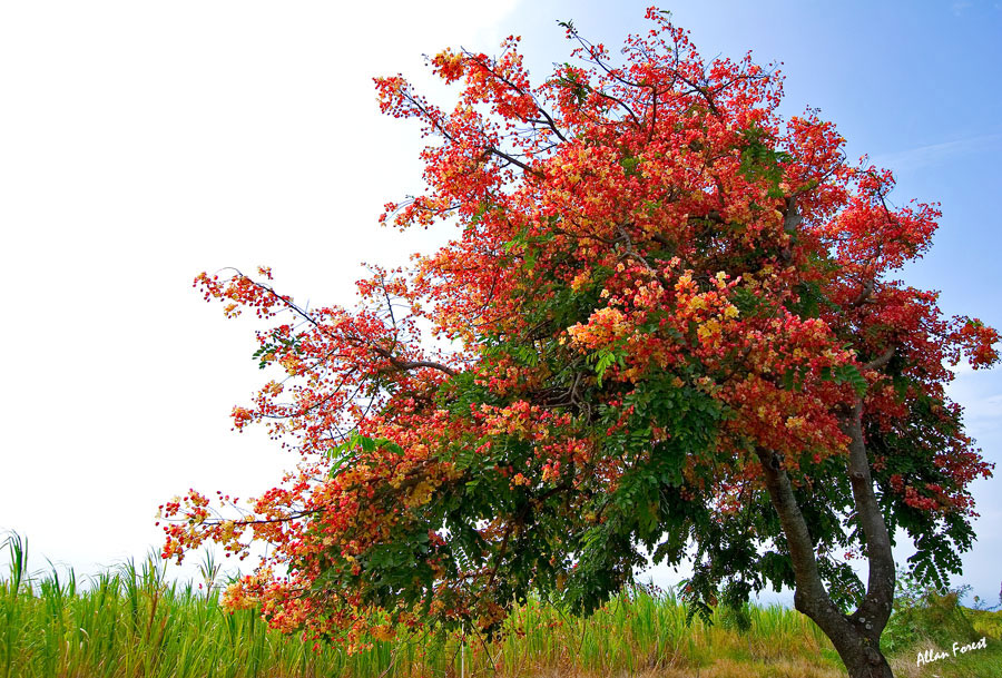ハワイの桜とも言える シャワーツリー が満開 くじら倶楽部