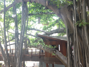 international market place banyan tree