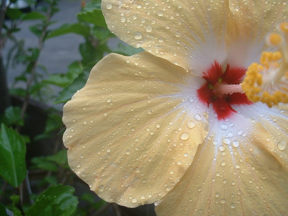 hibiscus-1391914
