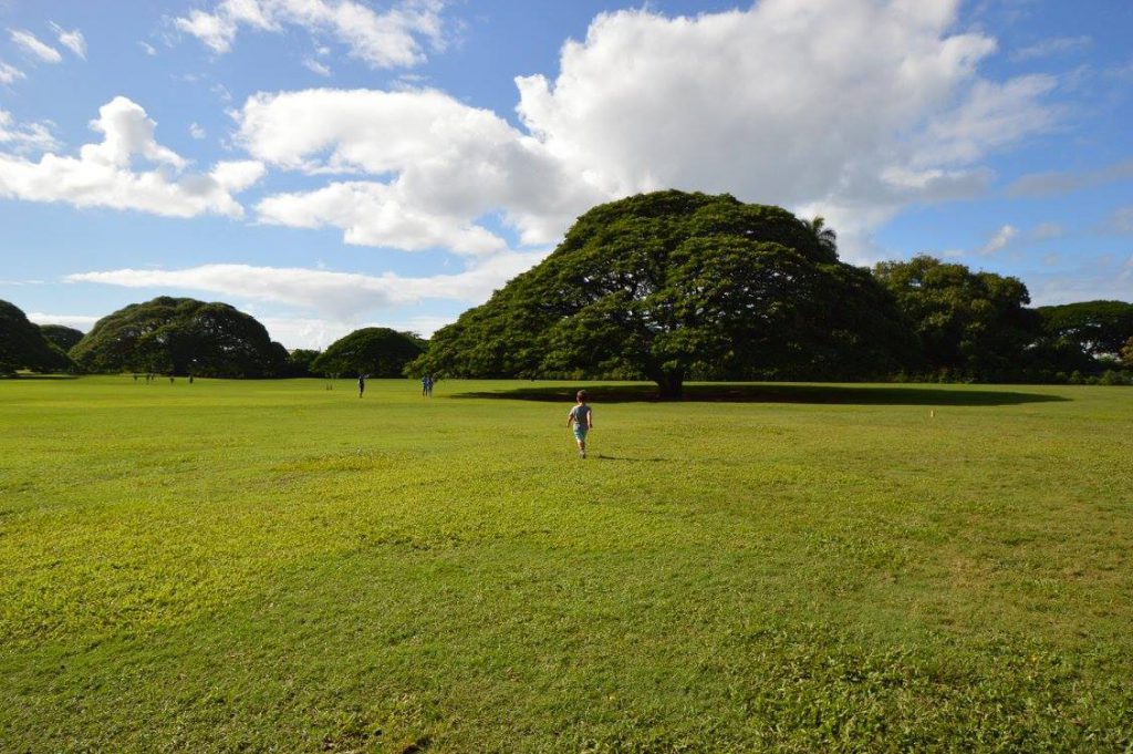 moanalua-gardens-monkeypod-