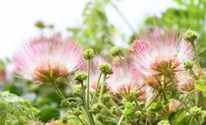 モンキーポッドのお花