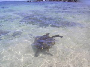 ハワイのノースショアで亀を見る