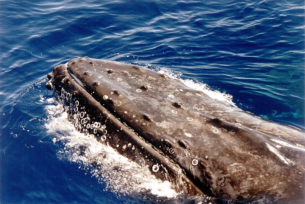 マウイ島沖でザトウクジラ救出 くじら倶楽部