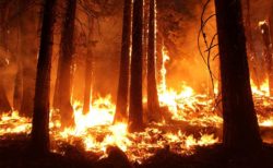 ハワイにおける 乾季の山火事の危険