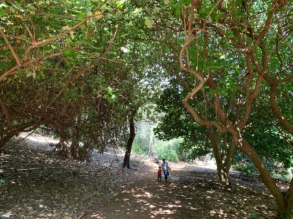 くじら倶楽部のスタッフが行ったココヘッド植物園